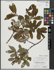 Foto von Salix appendiculata Vill.